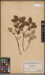 Foto von Salix caprea L.